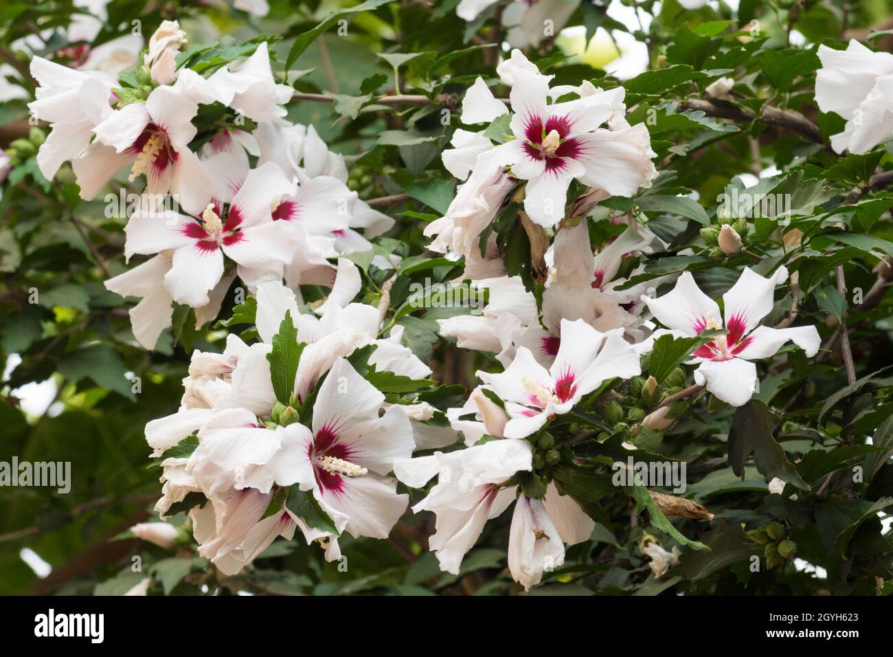 Fiori bianchi di ibisco siriaco in giardino Foto Stock