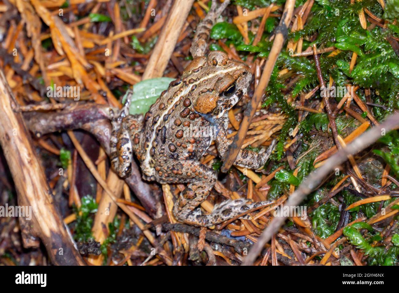 Primo piano del rospo occidentale. Anaxyrus boreas. Foto Stock