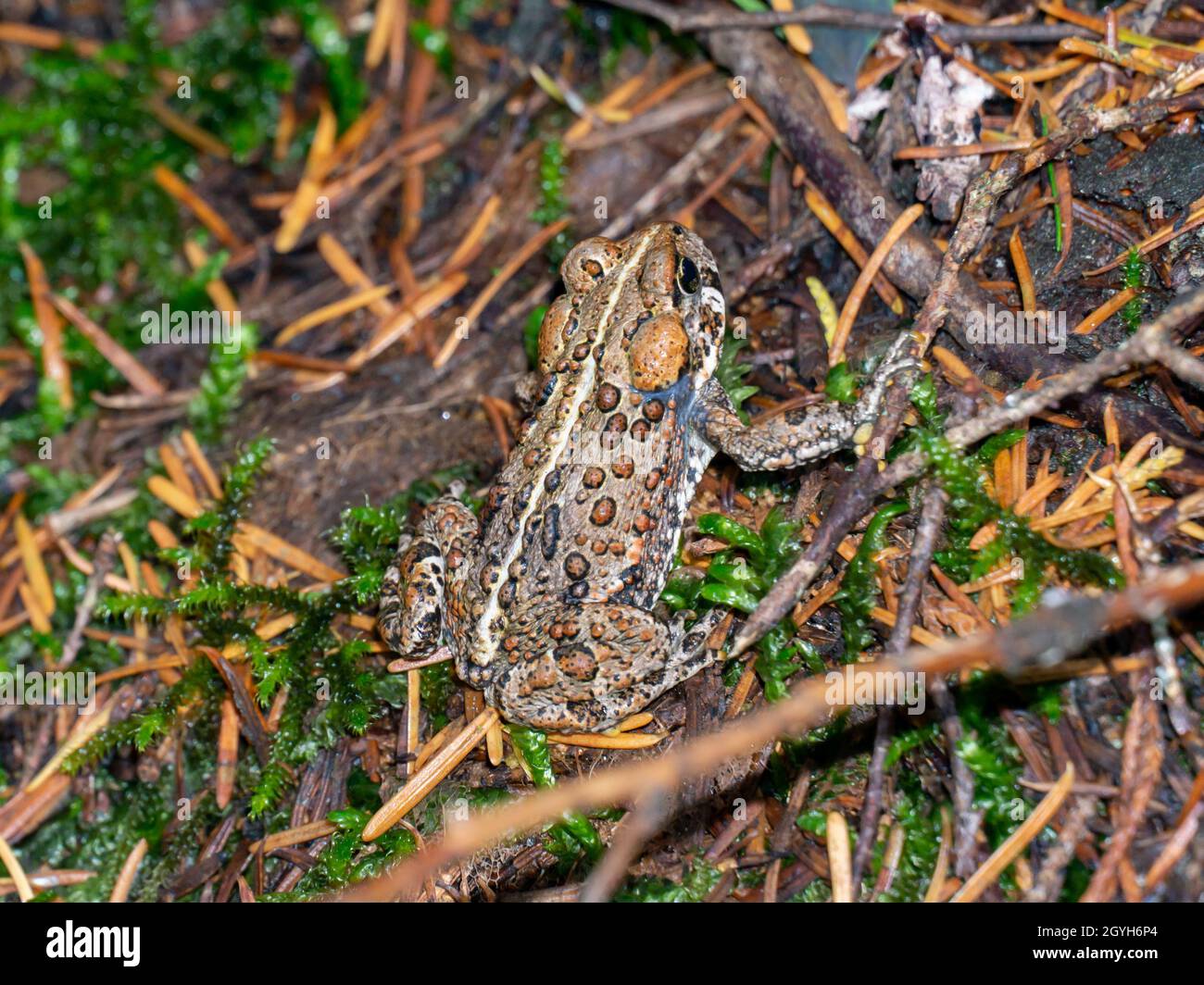 Primo piano del rospo occidentale. Anaxyrus boreas. Foto Stock