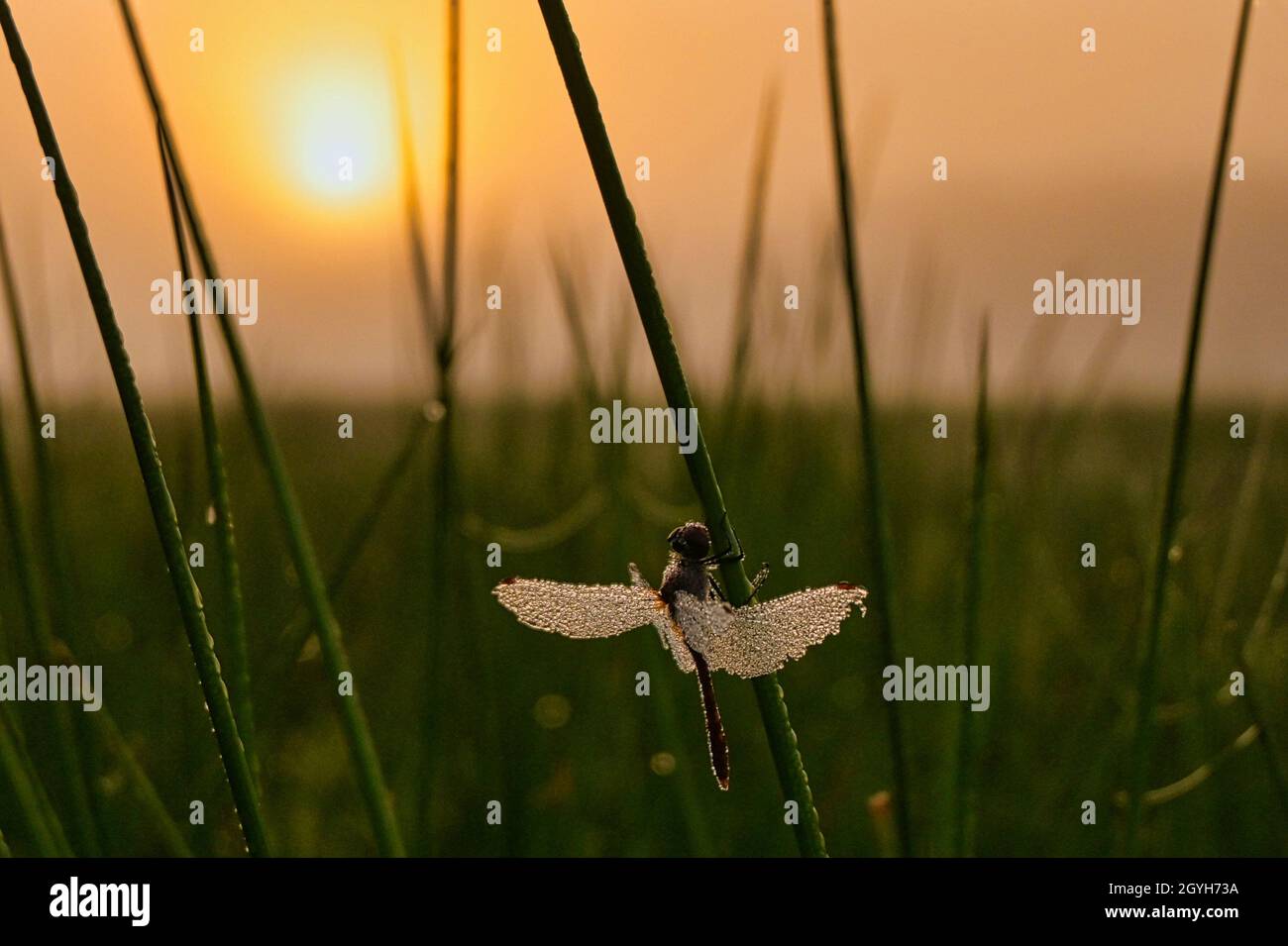 Un pancia si è congelato la mattina presto Foto Stock