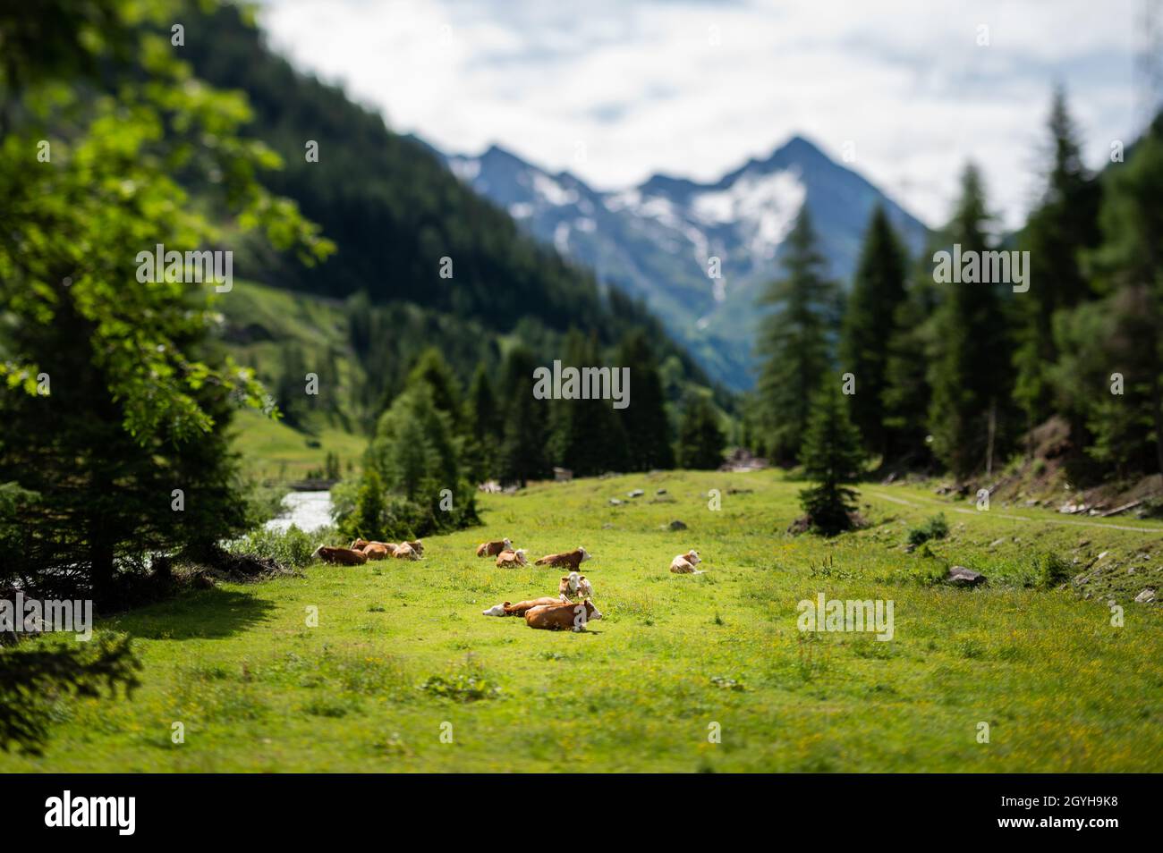 Mucche brune riposate su un pascolo verde, nuvoloso giorno d'estate, alpi nel Tirolo Orientale (Austria) Foto Stock