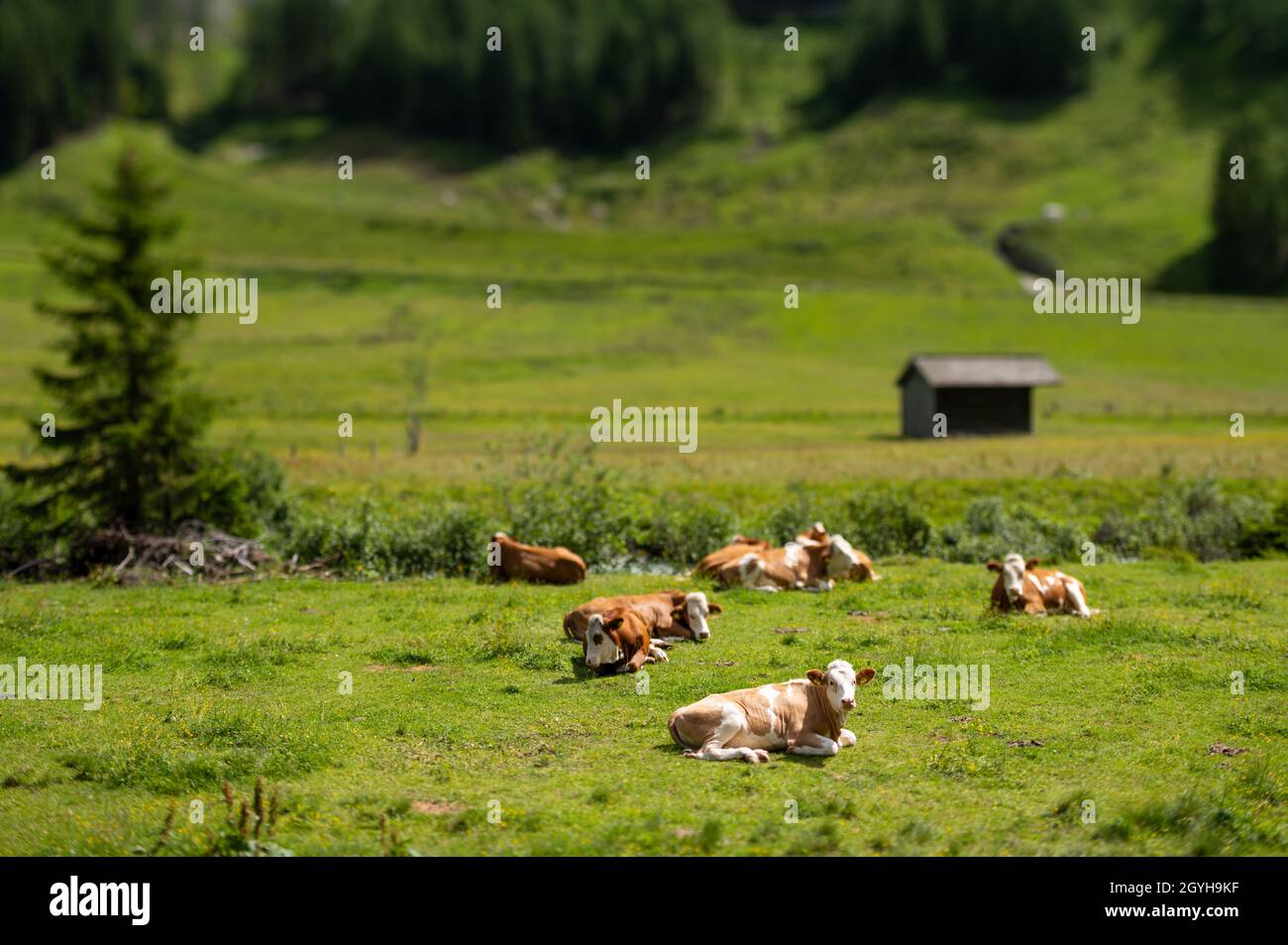 Mucche brune riposate su un pascolo verde, nuvoloso giorno d'estate, alpi nel Tirolo Orientale (Austria) Foto Stock