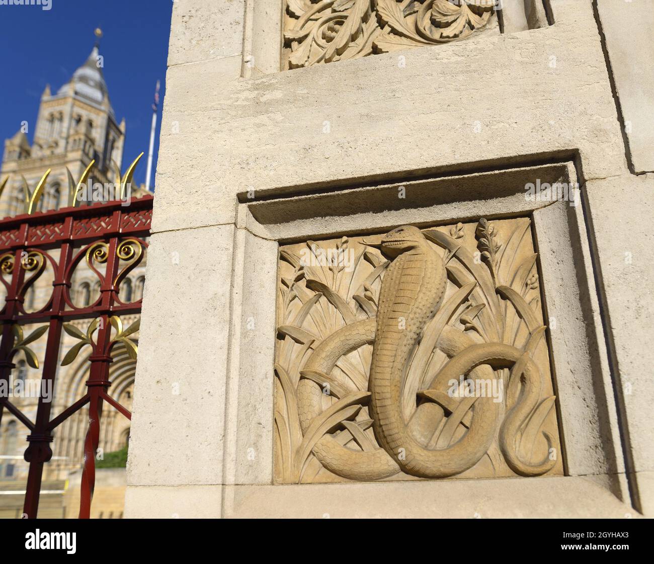 Londra, Inghilterra, Regno Unito. Museo di Storia Naturale, Kensington. Sollievo scolpito pannello in pietra sul muro di Cromwell Road diporto animali: Cobra serpente Foto Stock