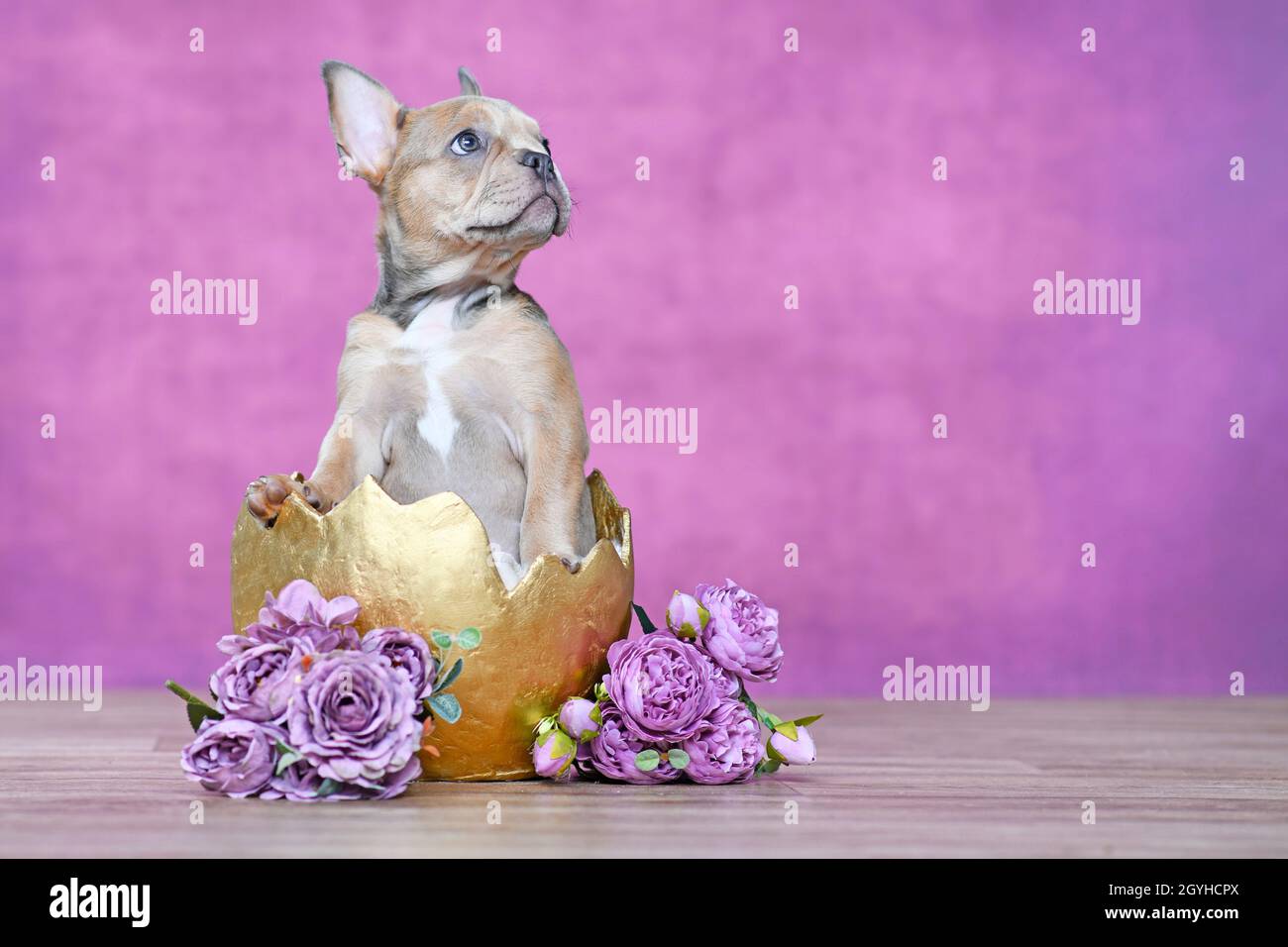 Bellissimo cane Bulldog francese cucciolo cova di guscio d'uovo d'oro accanto alle rose di fronte a sfondo rosa Foto Stock