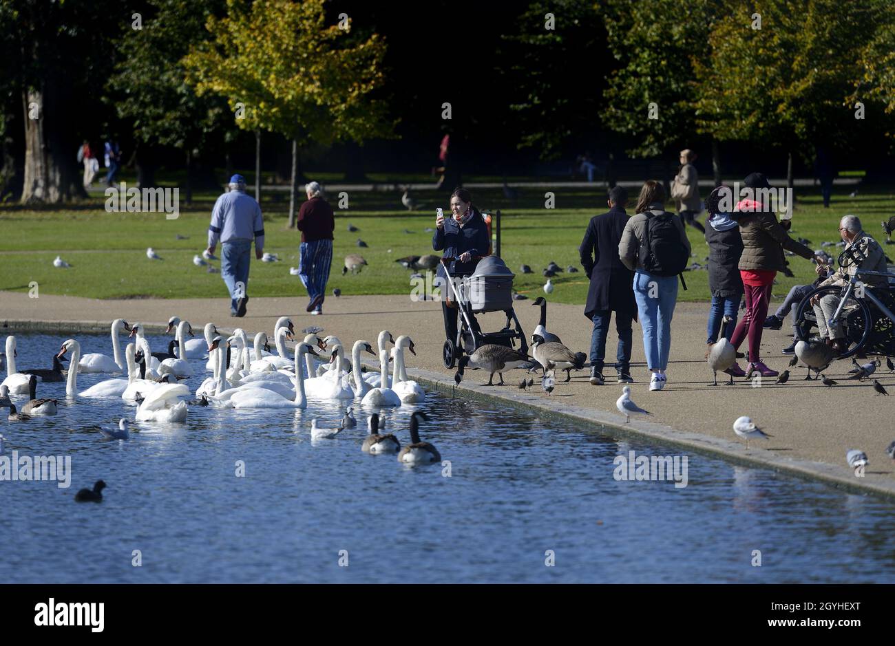 Londra, Inghilterra, Regno Unito. Kensington Gardens: Cigni muti e raduno di oche del Canada per essere nutriti dal pubblico sul Round Pond. Ottobre Foto Stock