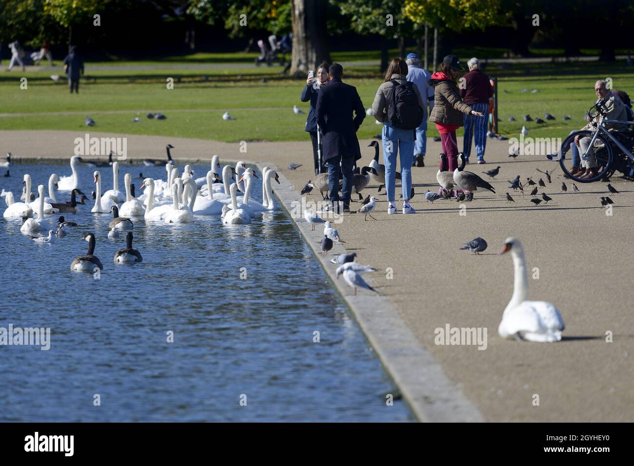 Londra, Inghilterra, Regno Unito. Kensington Gardens: Cigni muti e raduno di oche del Canada per essere nutriti dal pubblico sul Round Pond. Ottobre Foto Stock
