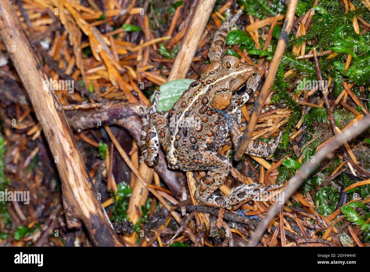 Primo piano del rospo occidentale. Anaxyrus boreas. Foto Stock