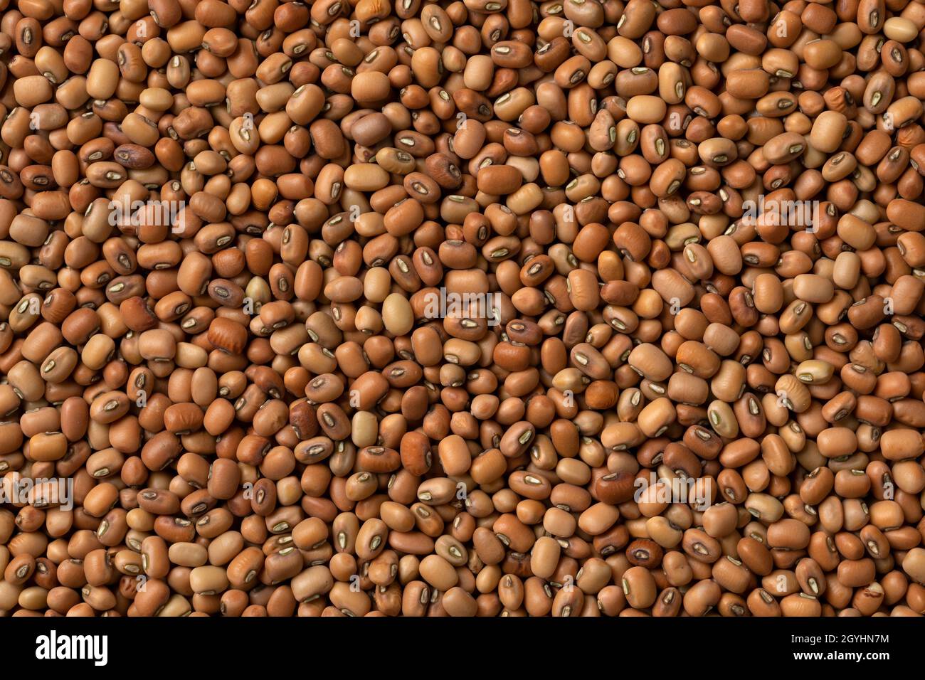 I fagioli da campo secchi Jarpesie chiudono il telaio come sfondo Foto Stock