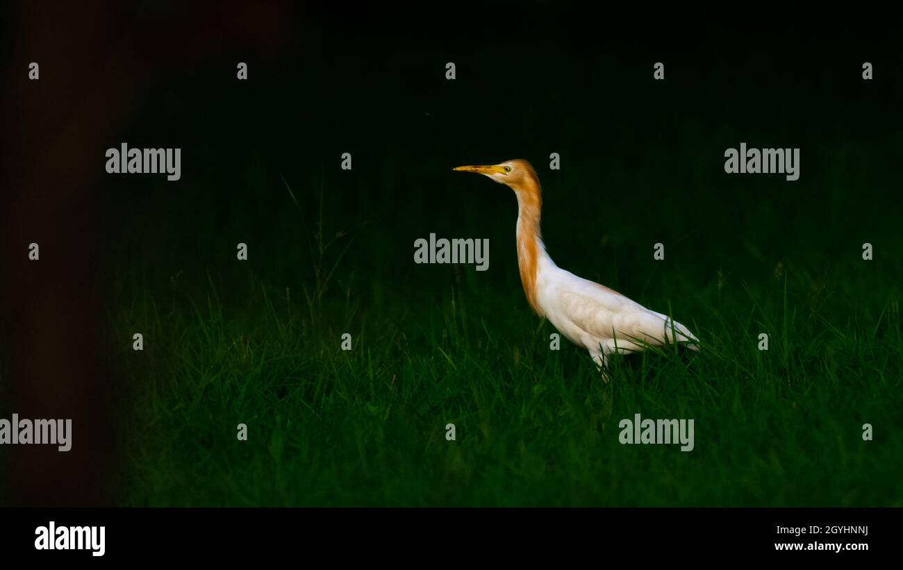 Basso immagine chiave di Egret bovino Foto Stock