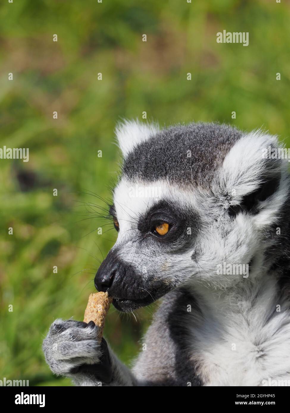 Allan il lemure dell'anello ha inchiodato al suo trattamento Foto Stock