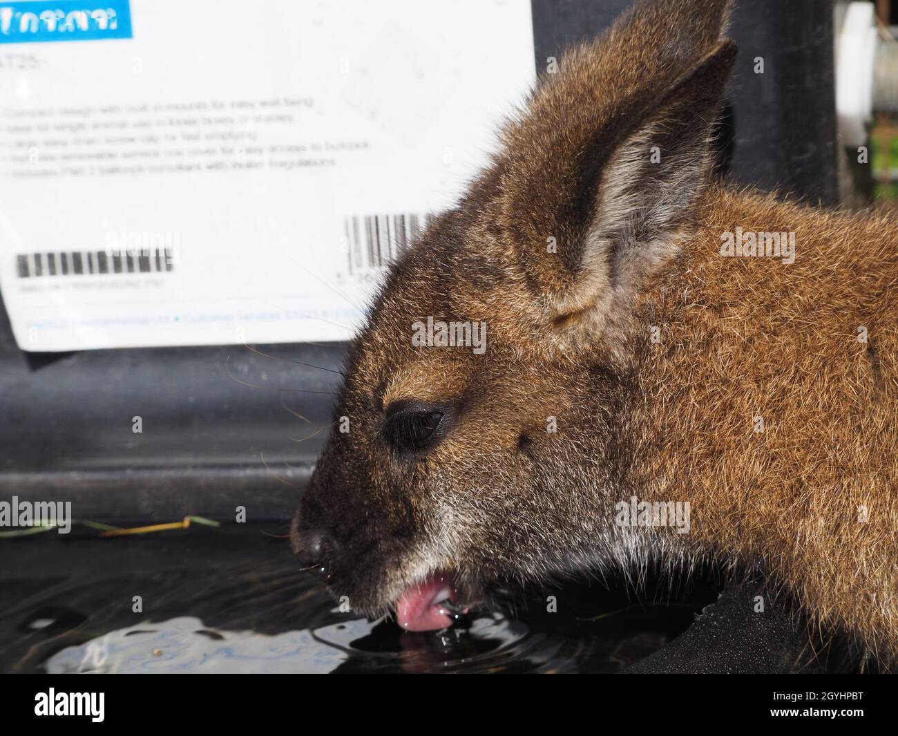 Wallaby giovane che prende una bevanda di acqua da un trogolo Foto Stock