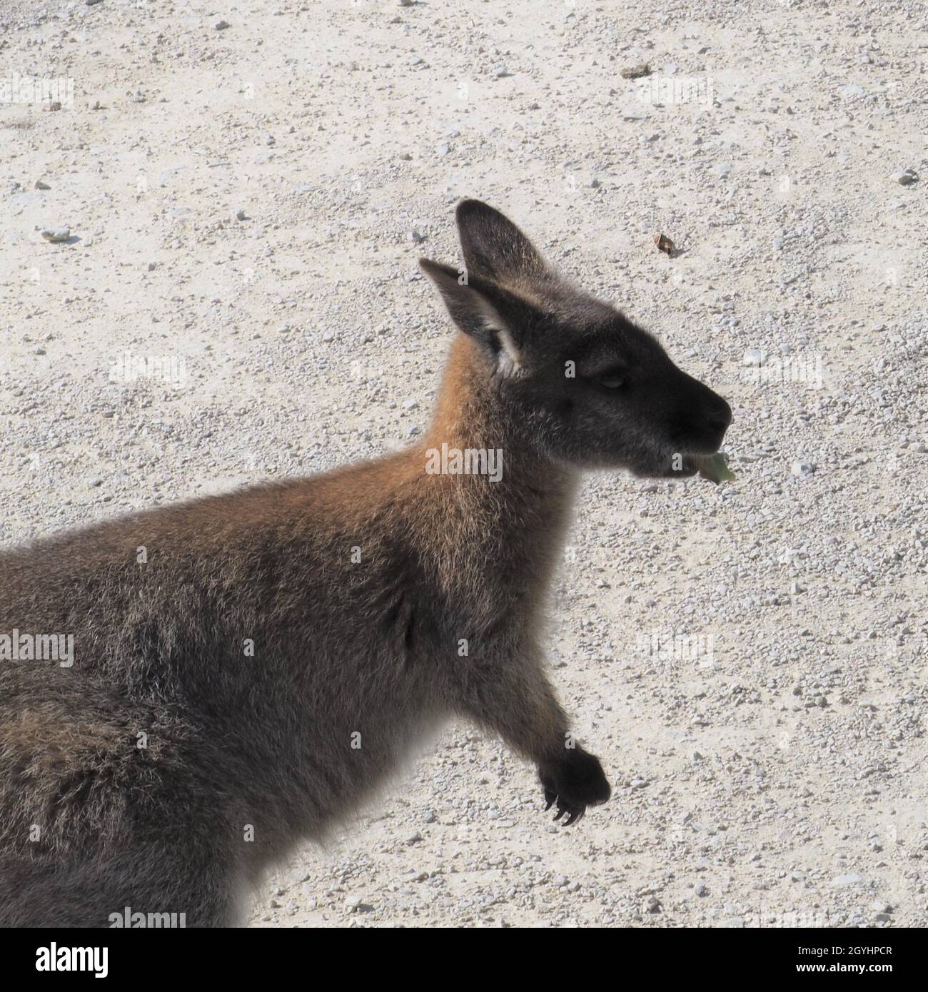 Il giovane Joey masticava su una foglia su un fondo polveroso e asciutto Foto Stock