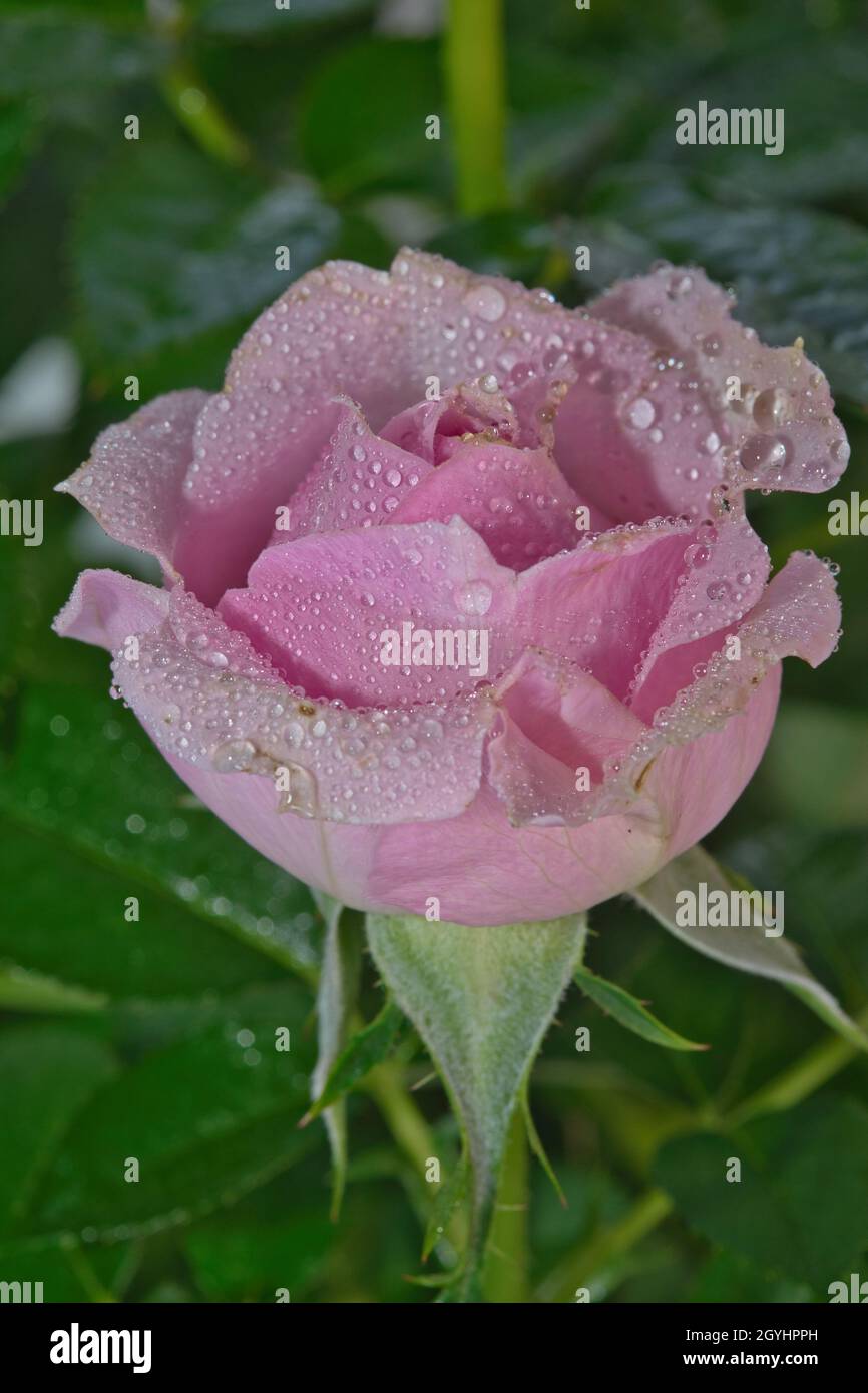 Testa di fiore rosa. Primo piano estremo. Fiore di rosa con gocce d'acqua. Immagine stock. Foto Stock