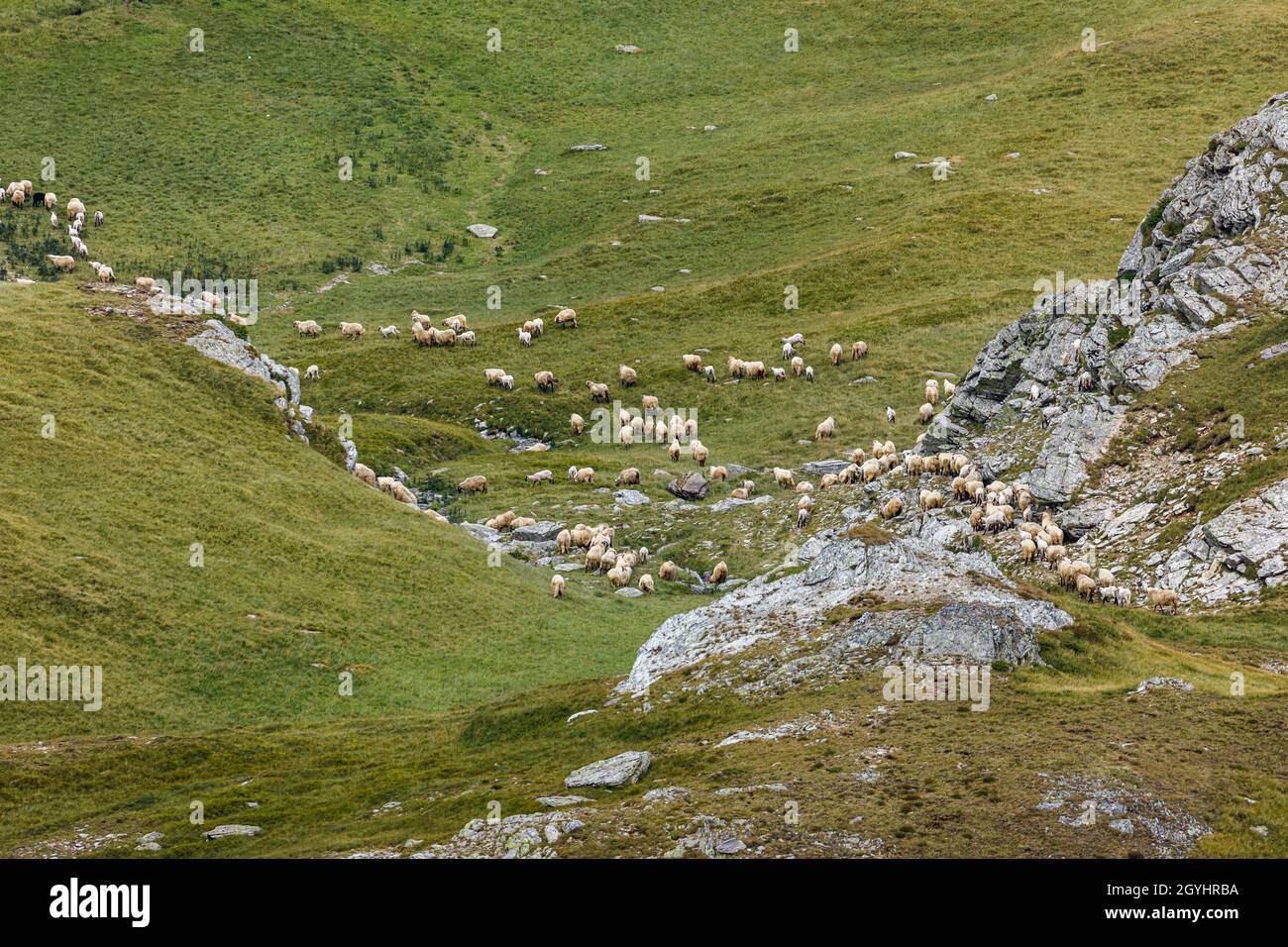 Un gregge di pecore nei carpazi di romania Foto Stock