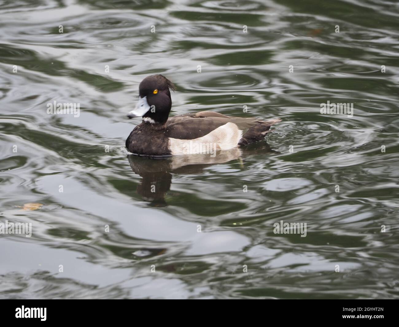 Anatra tufted o pochard tufted sedette galleggiando con calma sull'acqua di uno stagno urbano Foto Stock