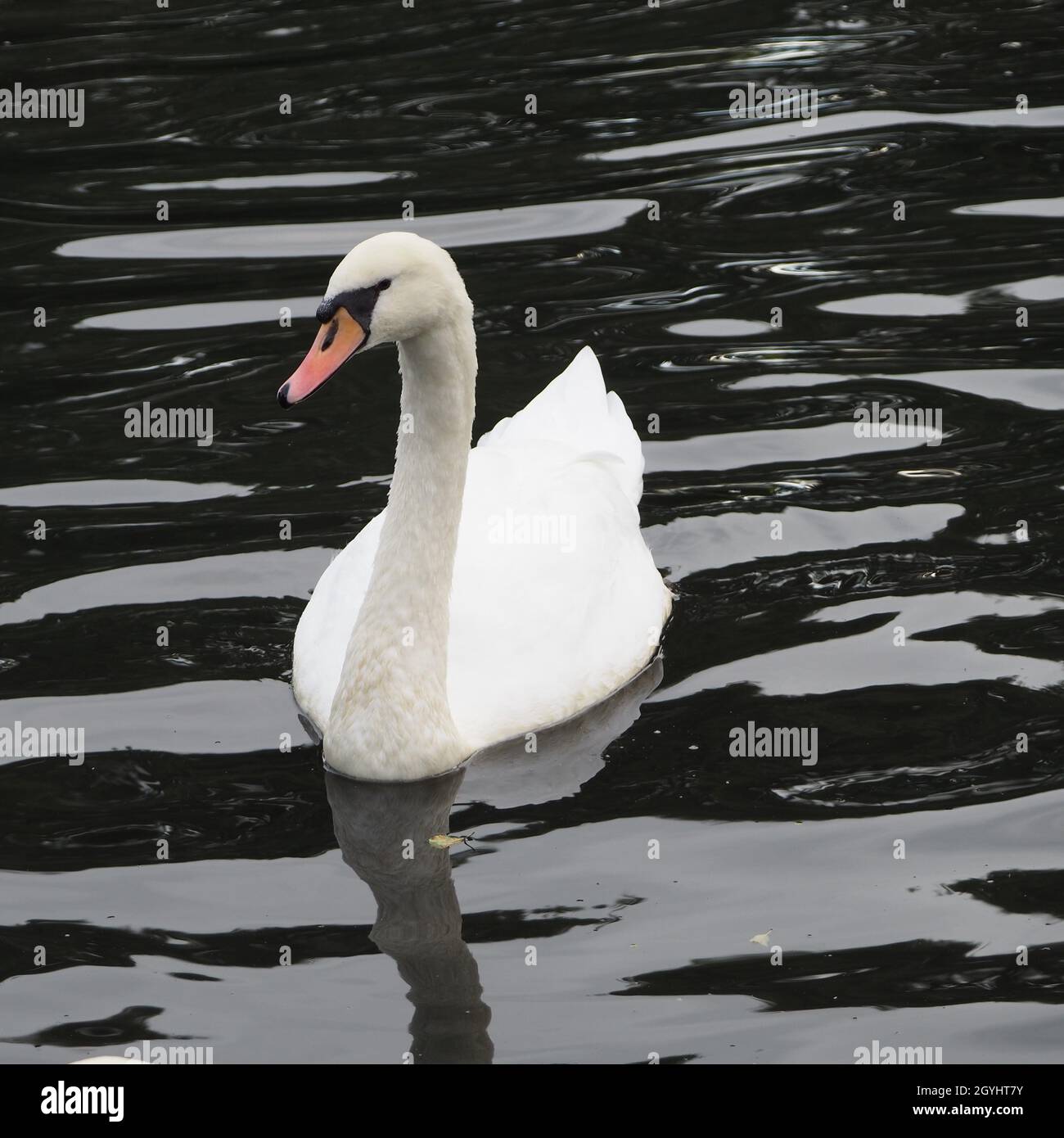 Singolo Mute Swan su un laghetto annaffiato scuro Foto Stock