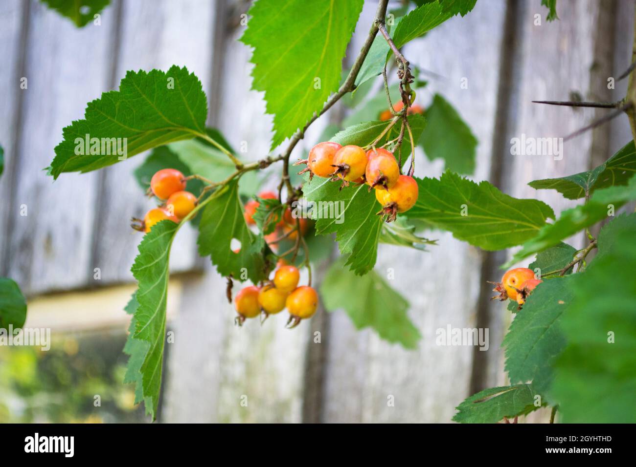 Frutti d'arancia di crataegus monogyna, sul ramo, noto come biancospino  Foto stock - Alamy