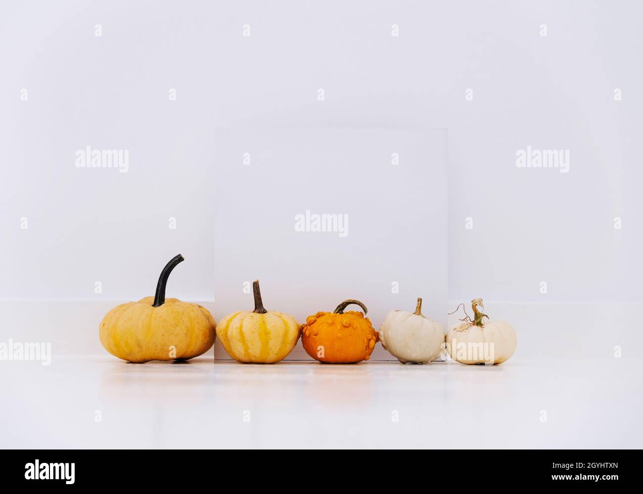 Cornice vuota con decorazioni autunnali in zucca bianca. Thanksgiving composizione minima di posa piatta. Accogliente casa pulito vacanza sfondo. Foto Stock