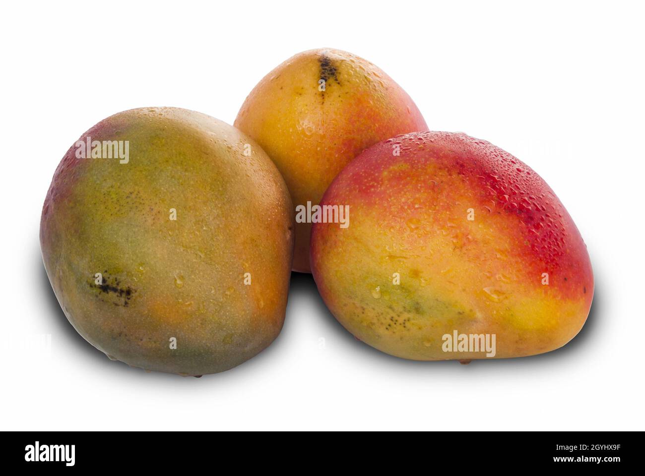 Frutta di mango su sfondo bianco. Guatemala, Tommy Atkins Foto Stock