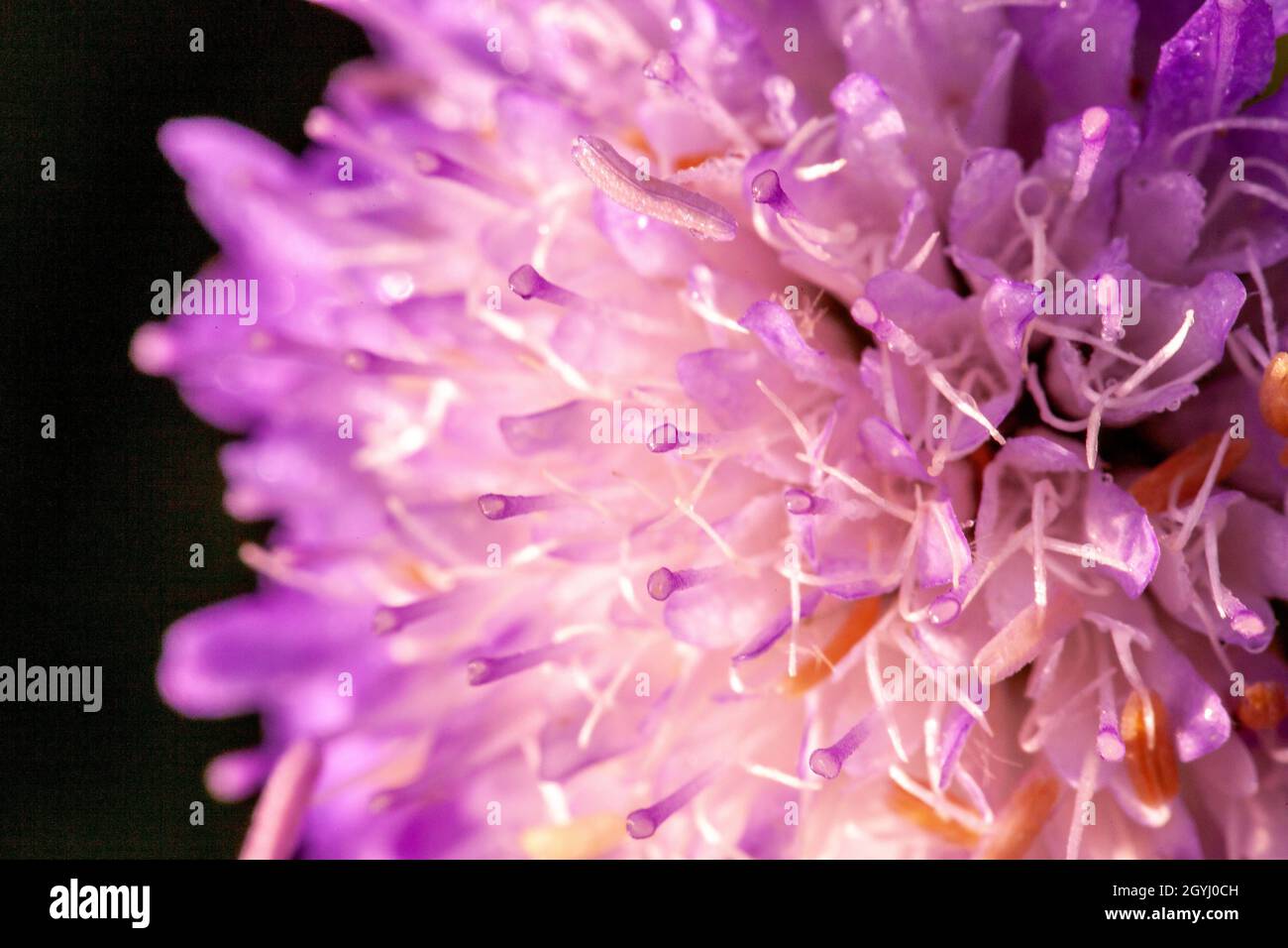 Wildflower campo scabious fiore testa viola e rosa petalo colore in macro dettaglio. Pianta perenne visto in prati. Foto Stock