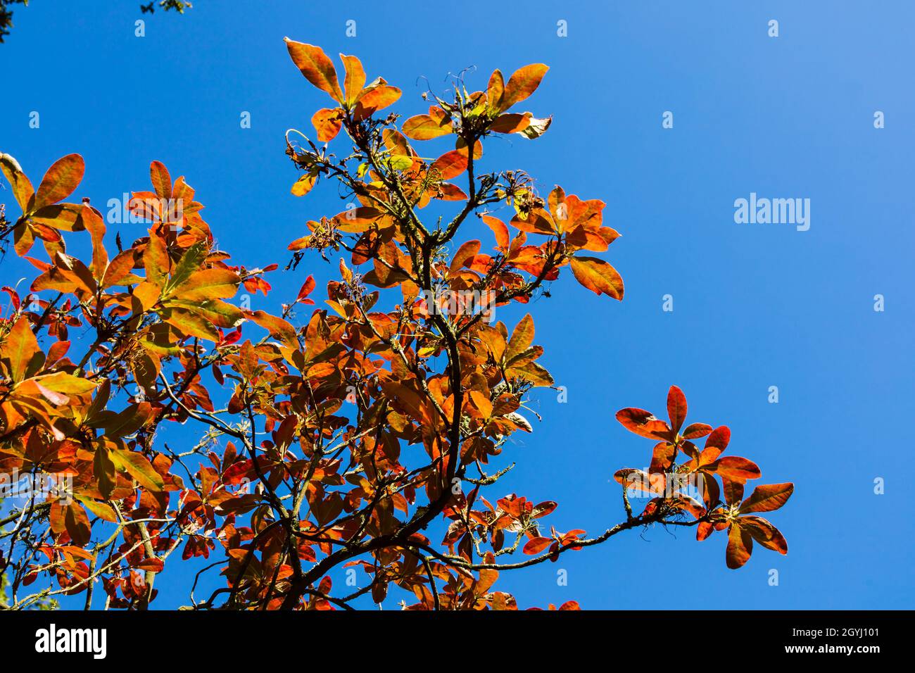 Fogliame autunnale su Azalea occidentale contro cielo azzurro chiaro. Foto Stock