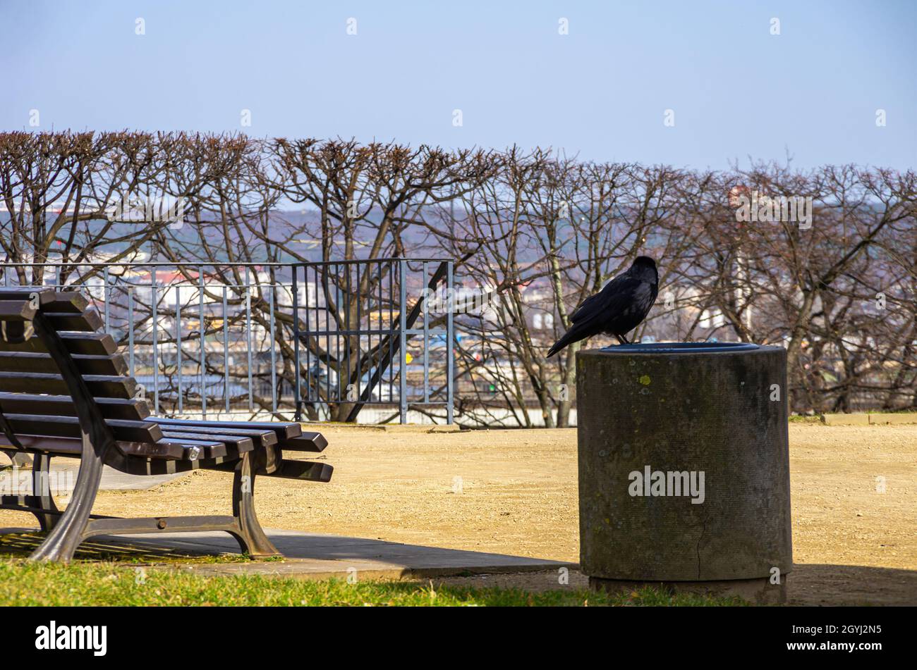 Panca solitaria e vacante e a destra un cestino con un corvo seduto su di esso; esemplificato da Brühl Terrace a Dresda, Sassonia, Germania. Foto Stock