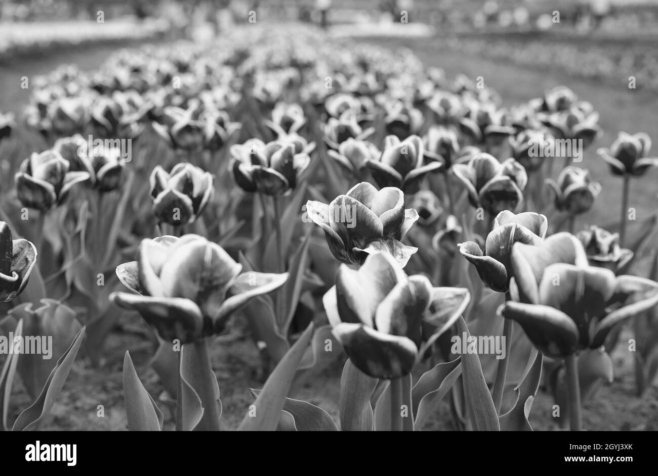 Tulipani varietali rossi e bianchi. Crescere fiori in serra. Affari floreali. Imparate a piantare e vendere bulbi di tulipano a scopo di lucro. Aeroporto di Tulipani Field. Molla Foto Stock