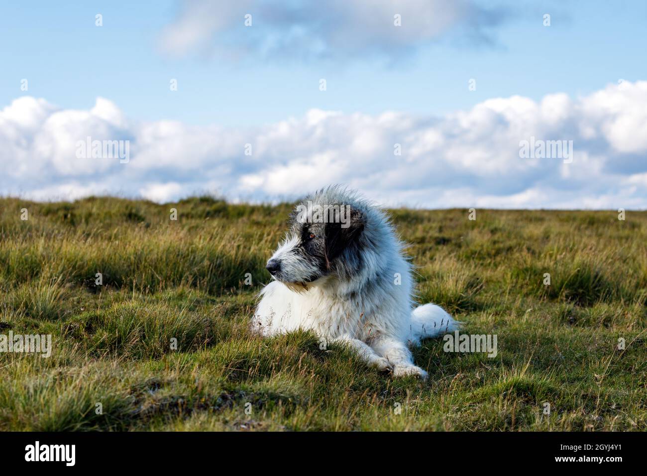 Un pastore rumeno nei carpazi Foto Stock
