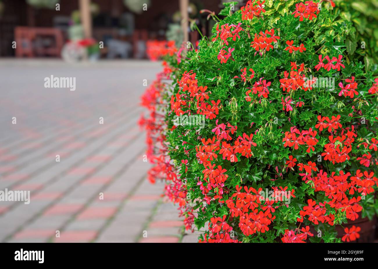 Fiori in una pentola per il disegno del cortile. Foto Stock