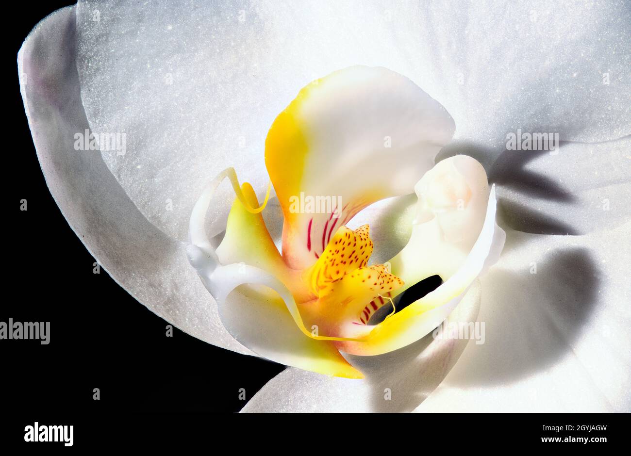 Macro dell'interno di un orchidea bianca con petali gialli Foto Stock