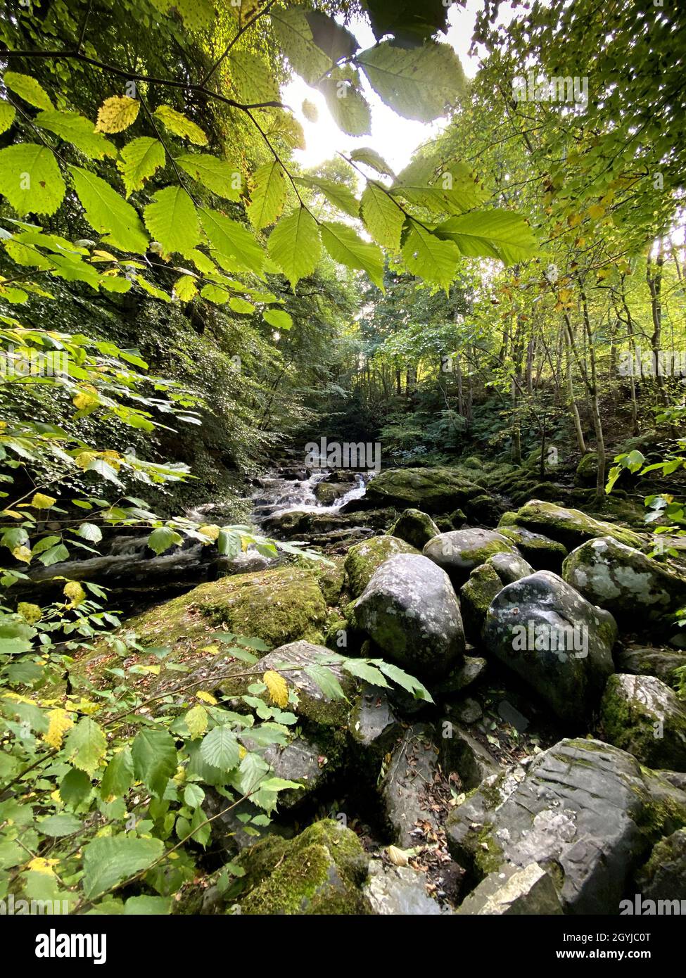 Birks di Aberfeldy, Perthshire Scozia Scotland Foto Stock