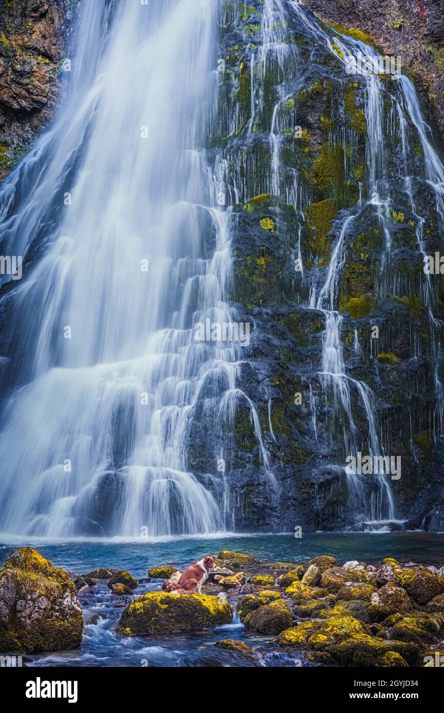 Un cane al Gollinger Wasserfall. Il Gollinger wasserfall (a volte chiamato Gollingfall o Schwarzbachfall) è una delle cascate più belle in Foto Stock