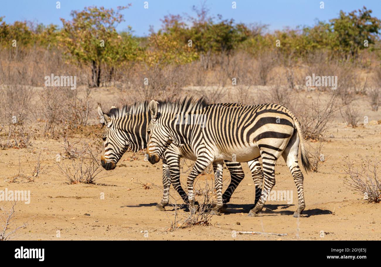 Zebre montane di Hartmann nella Namibia settentrionale Foto Stock