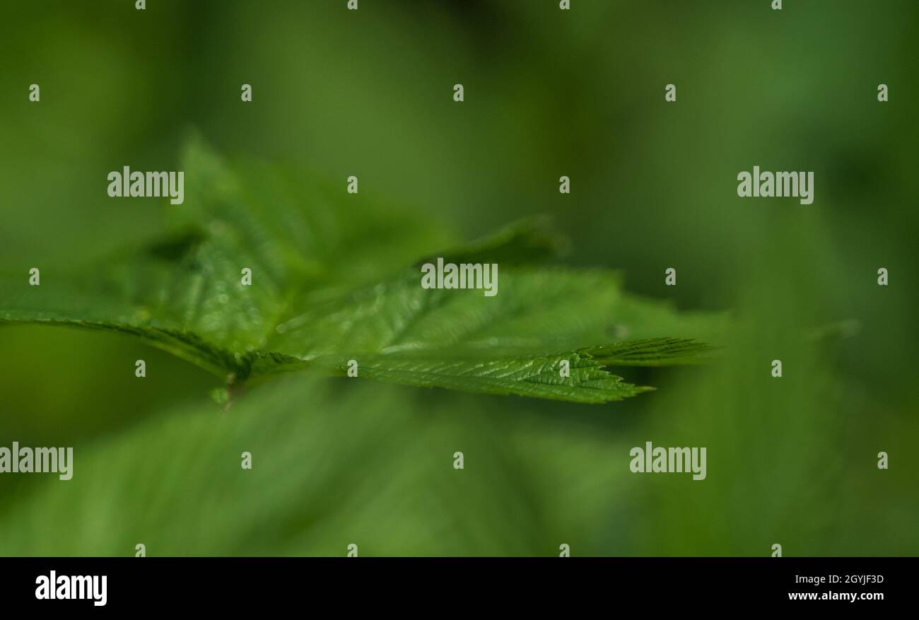 Un primo piano foglia verde in estate in saarland, spazio copia Foto Stock