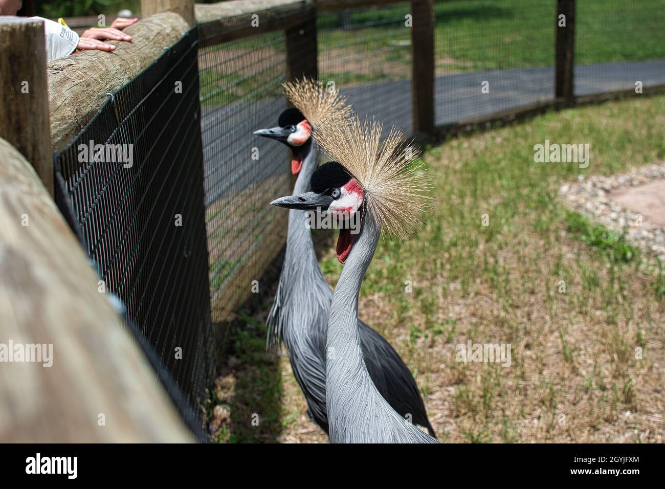 Nero Crowned Crane Foto Stock
