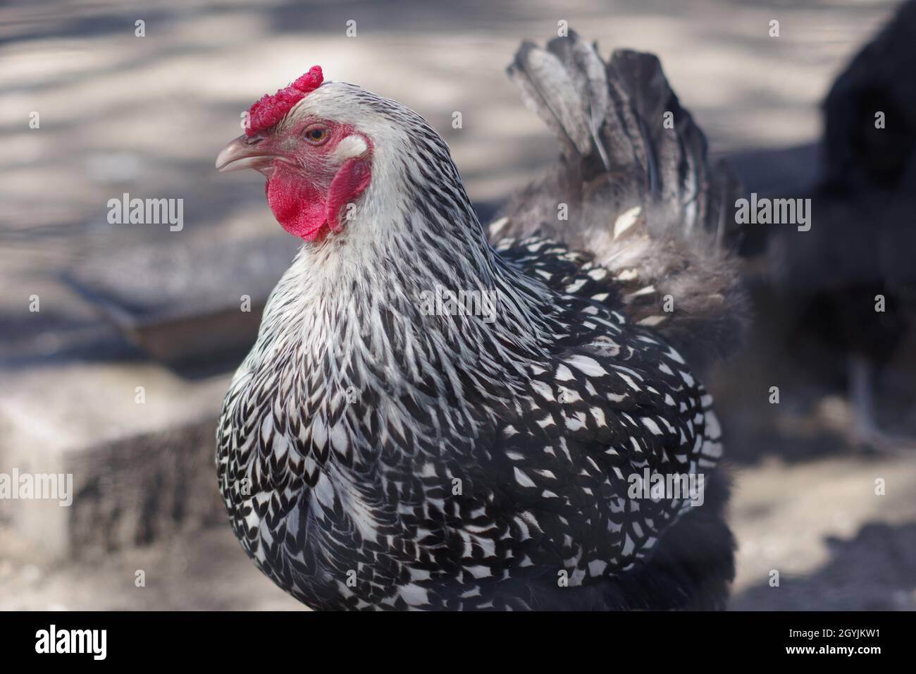 Una gallina bianca e nera che cammina con la testa gira lateralmente Foto Stock