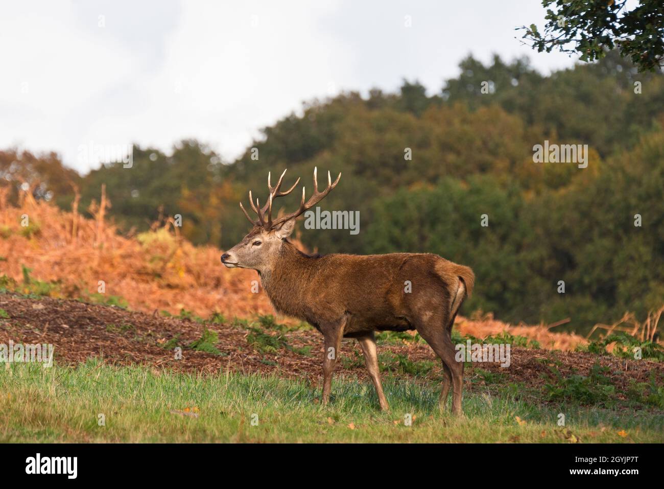 Un unico cervo rosso si trovava nel parco dei cervelli Bradgate, Newton Linford, Leicestershire, Inghilterra, Regno Unito, durante la stagione di rutting Foto Stock