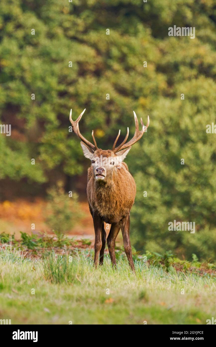 Un unico cervo rosso si trovava nel parco dei cervelli Bradgate, Newton Linford, Leicestershire, Inghilterra, Regno Unito, durante la stagione di rutting Foto Stock