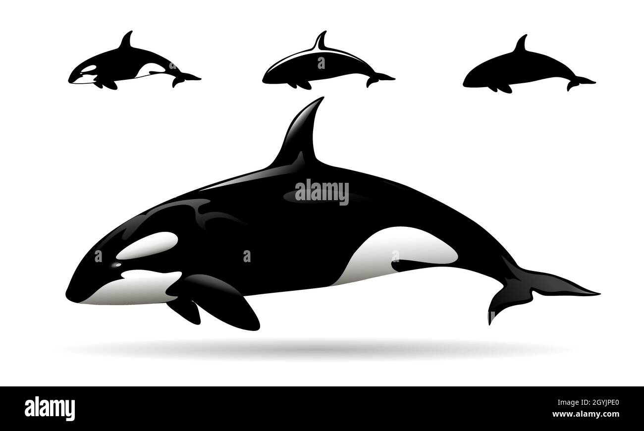 Killer Whale Orca emblema set isolato su bianco. Illustrazione vettoriale. Illustrazione Vettoriale