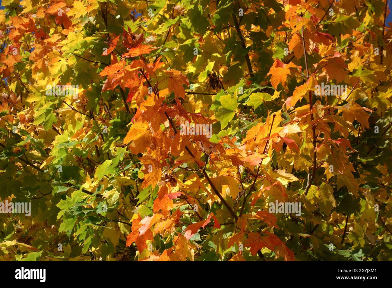 Ricchi colori dell'autunno, primo piano sul fogliame di acero Foto Stock