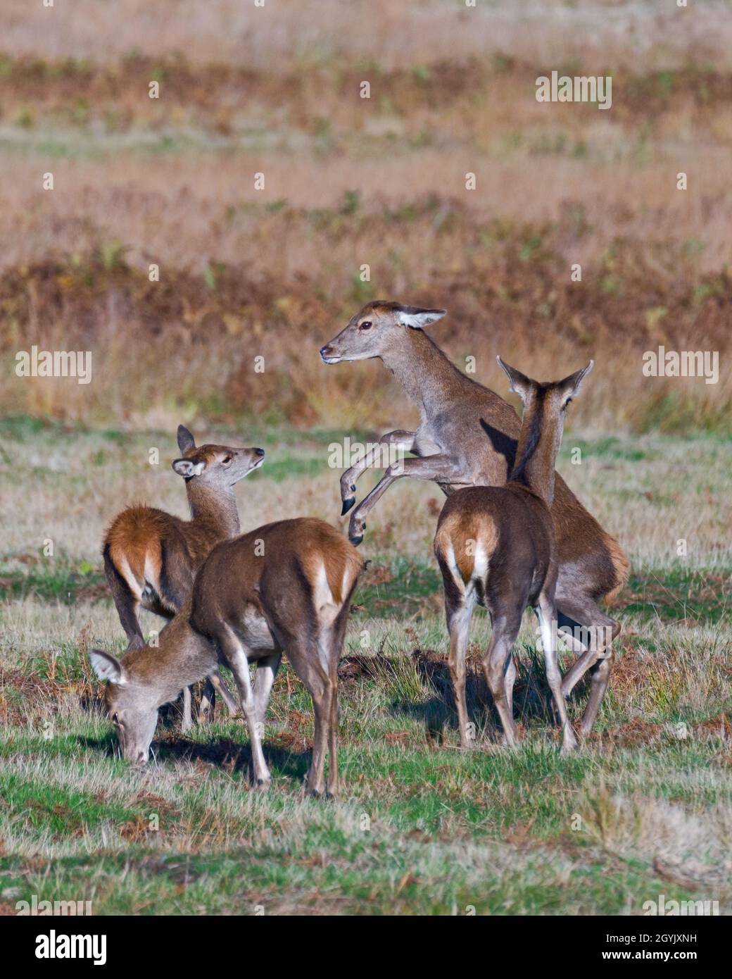 Un piccolo gruppo di cervi rossi si trovava a Bradgate Deer Park, Newton Linford, Leicestershire, Inghilterra, Regno Unito Foto Stock