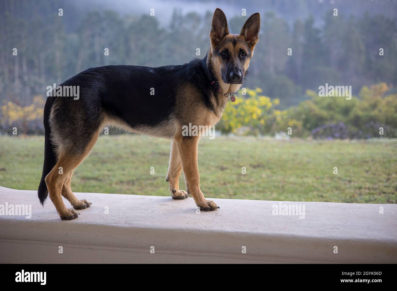 Allerta il cane pastore tedesco in una fattoria in Sudafrica Foto Stock