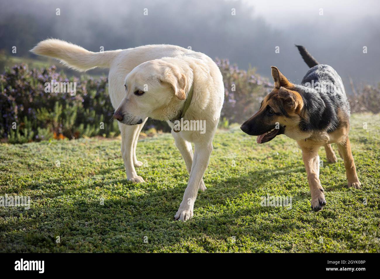 Labrador e il pastore tedesco suonano insieme Foto Stock
