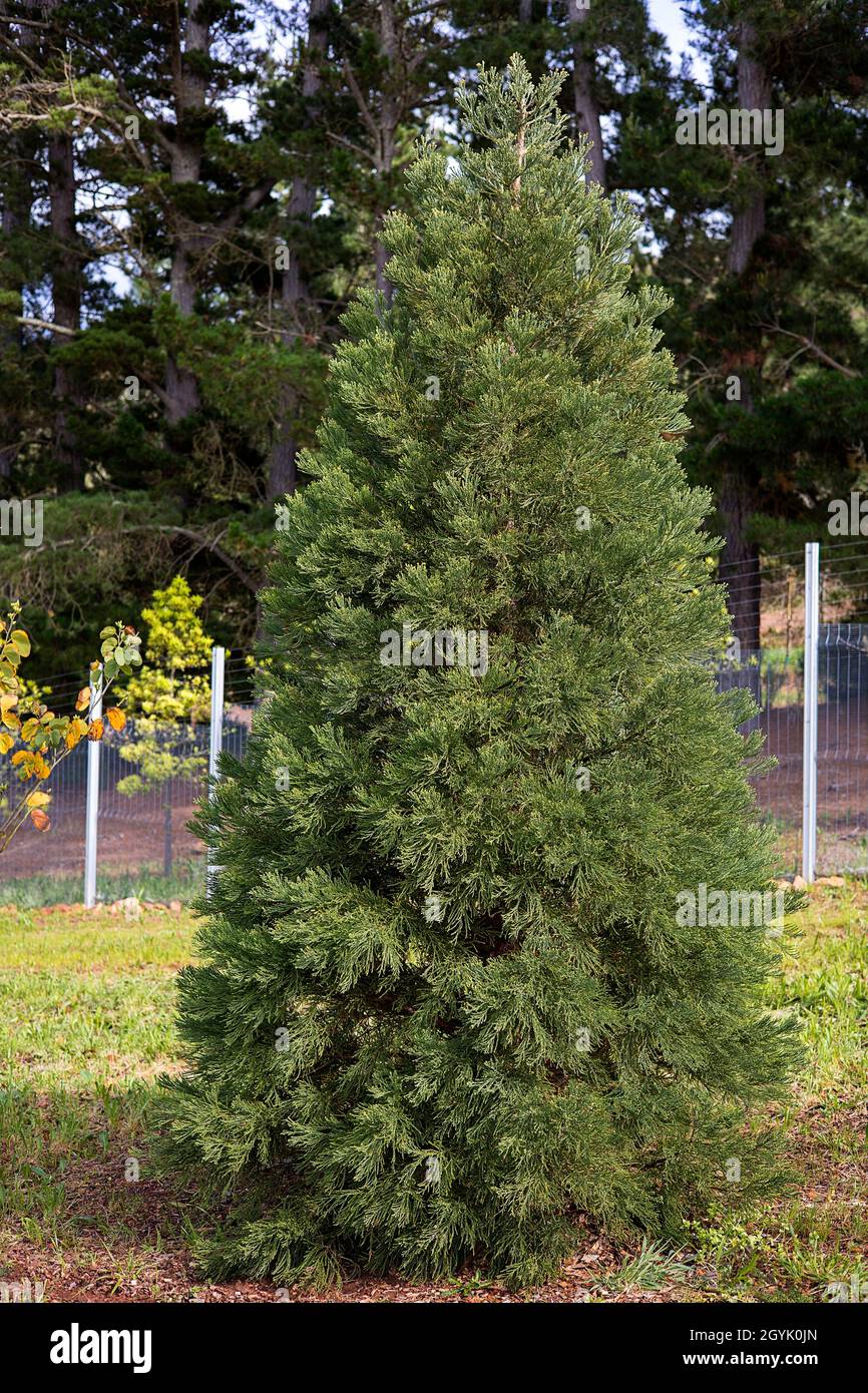 Sequoioideae, alberi di sequoia giovani. Foto Stock