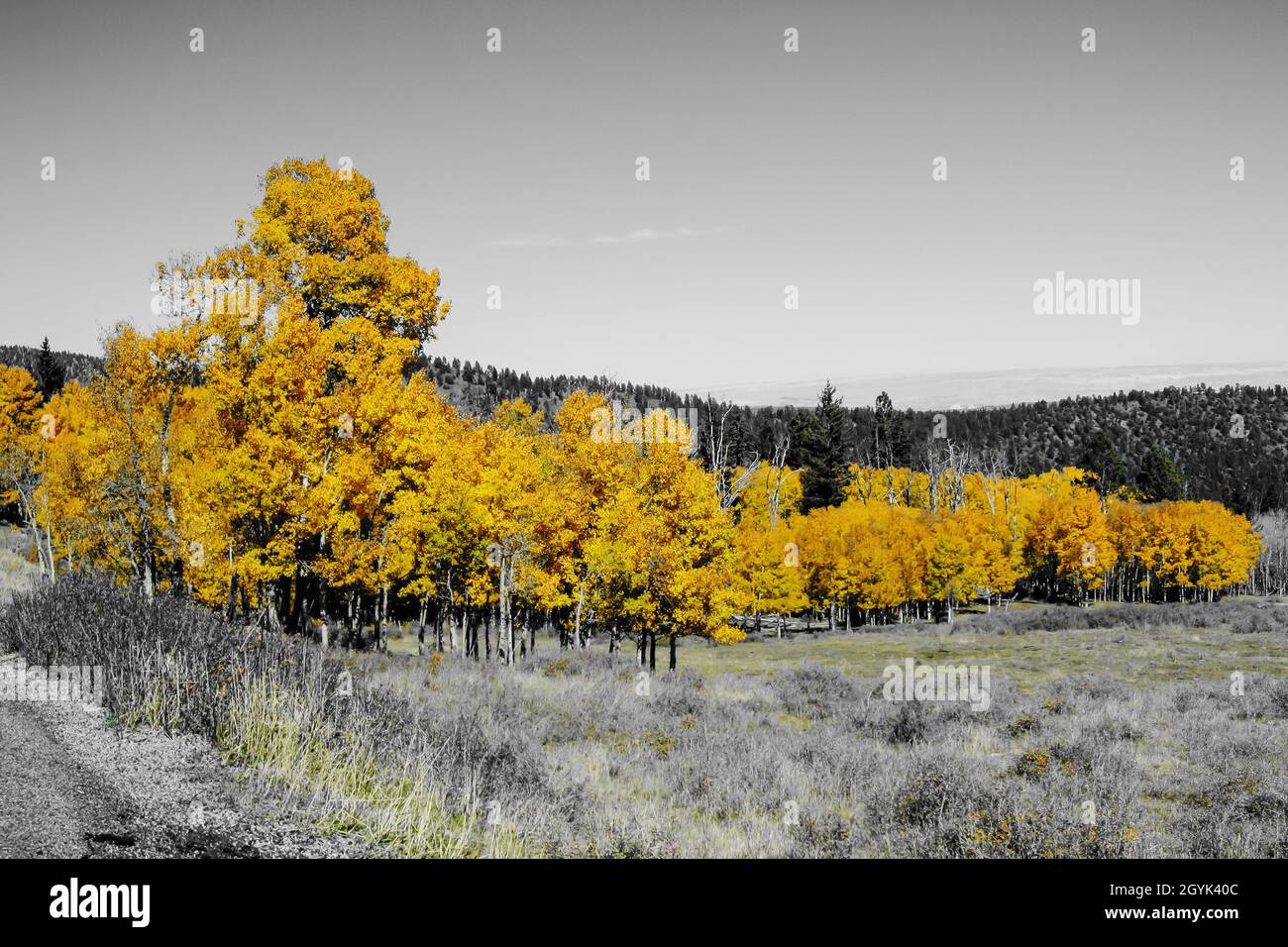 Una foto dai colori vivaci di aspen fremente nei colori gialli dell'autunno nel Dixie National Park, Utah, USA Foto Stock