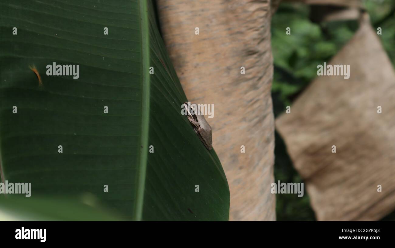 Una rana indiana comune che siede sulla parte superiore di una foglia di banana nel giardino Foto Stock