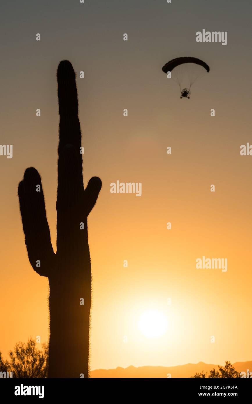 Un paracadute o PPC alimentato vola vicino a Quartzsite, Arizona al tramonto con il cactus saguaro in primo piano. Foto Stock