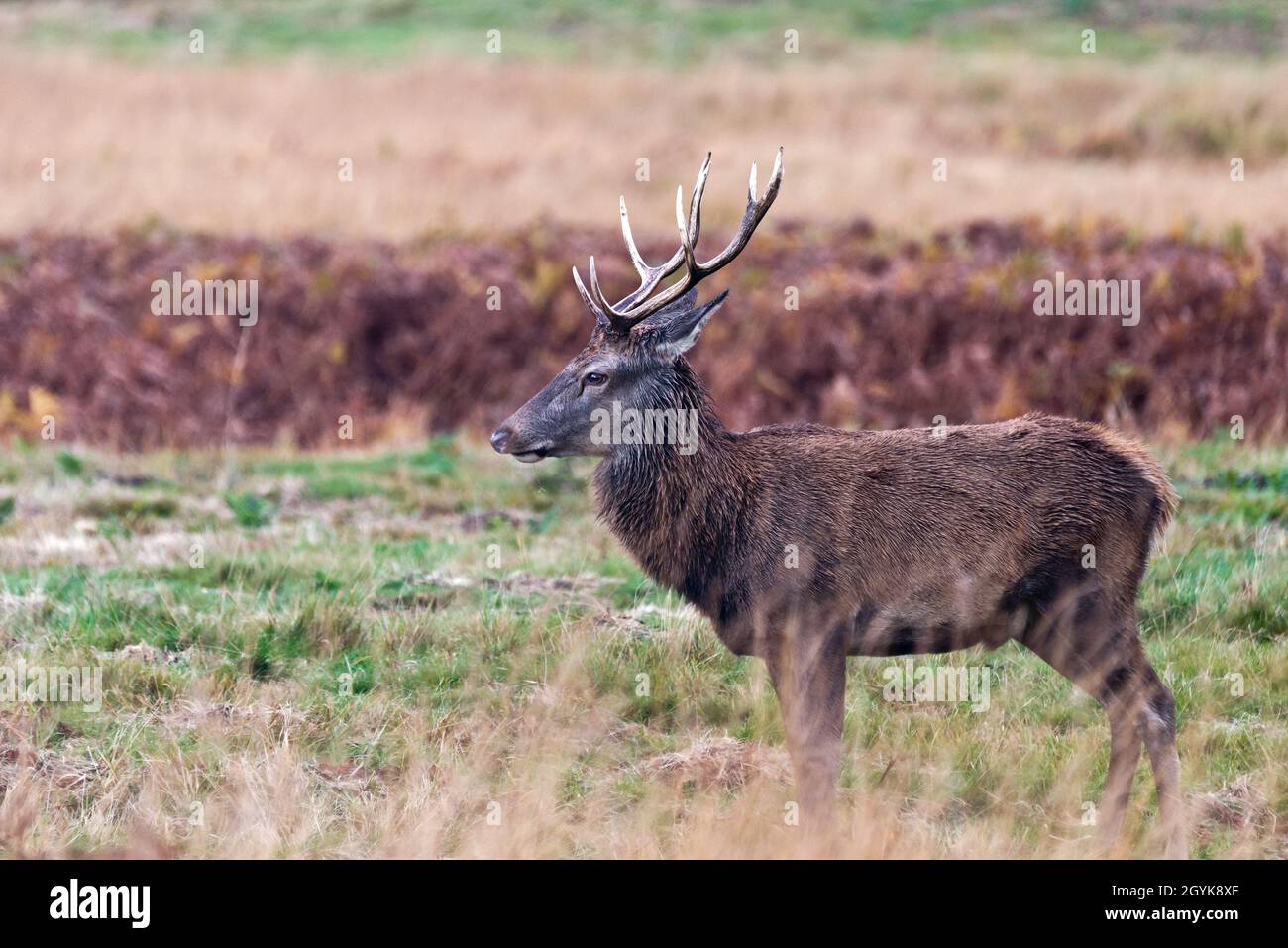 Un unico cervo rosso si trovava nel parco dei cervelli Bradgate, Newton Linford, Leicestershire, Inghilterra, Regno Unito, durante la stagione di rutting Foto Stock