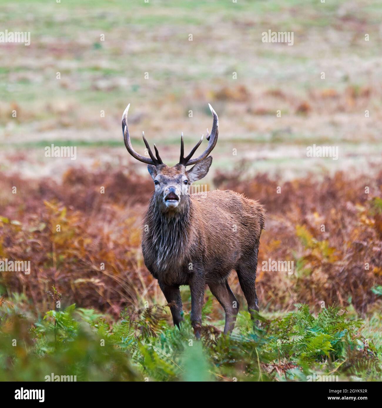 Un unico cervo rosso si trovava nel parco dei cervelli Bradgate, Newton Linford, Leicestershire, Inghilterra, Regno Unito, durante la stagione di rutting Foto Stock