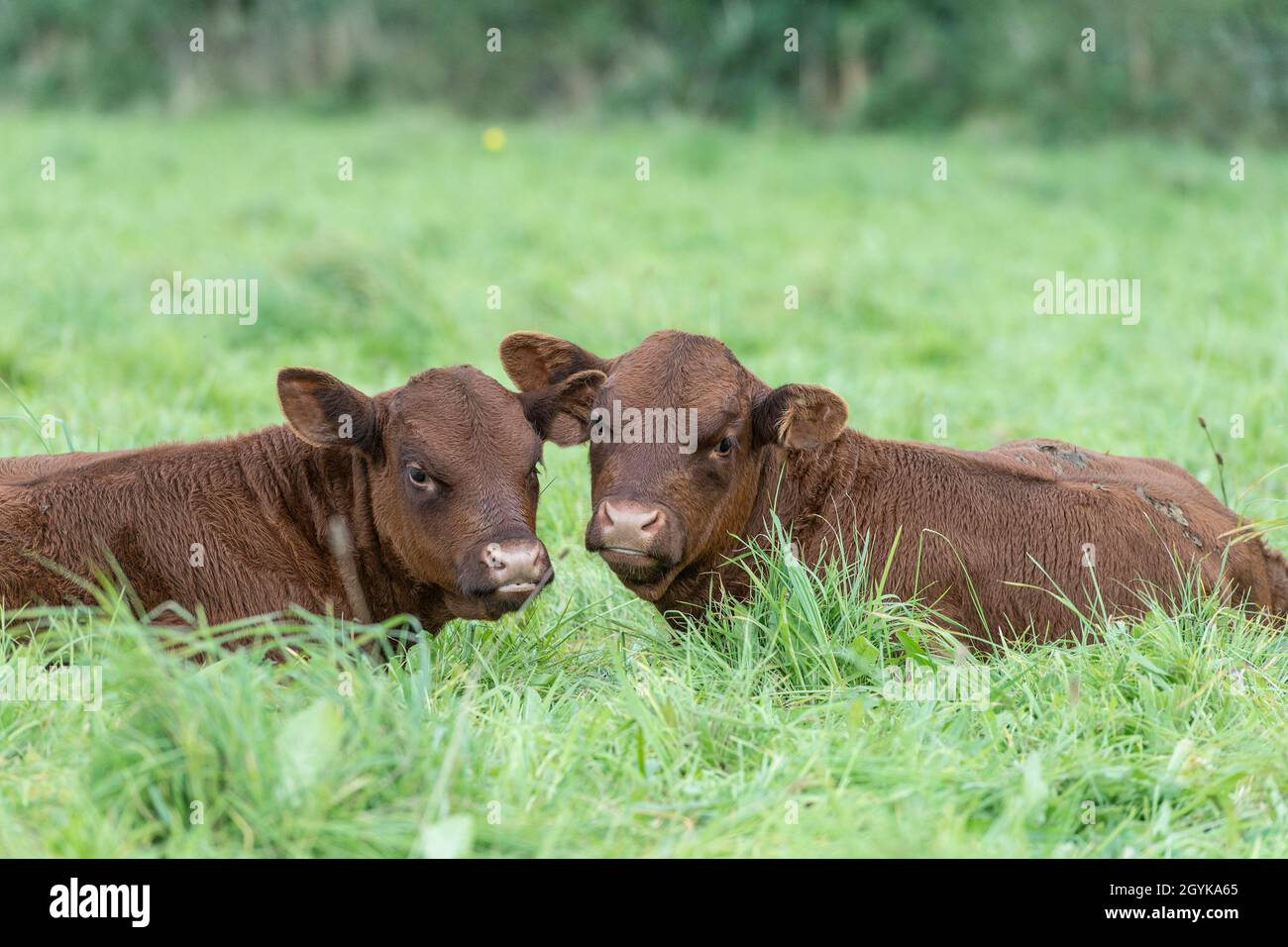 vitelli gemelli Foto Stock